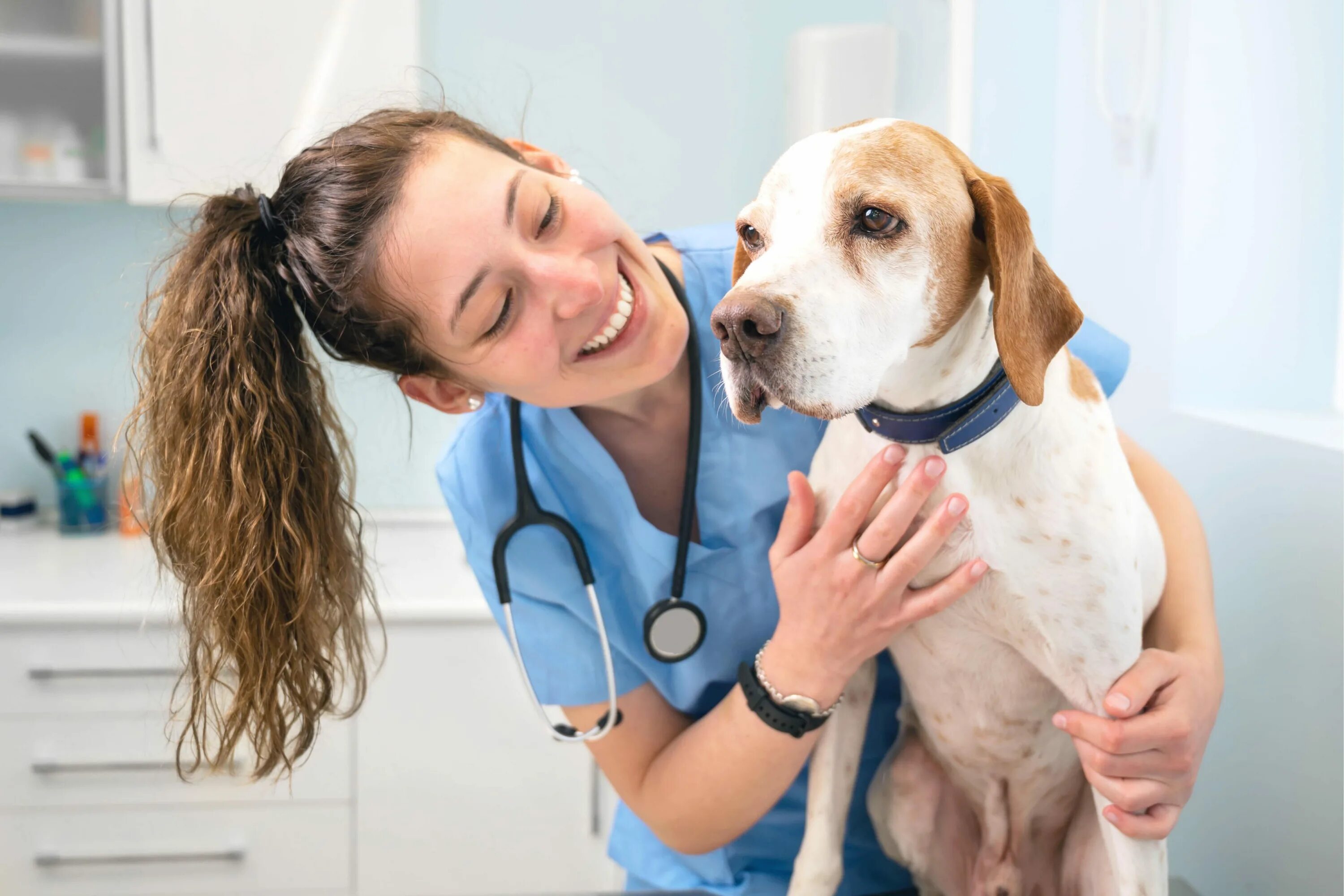 Vet help ленинский просп 203а фото Уровень прогестерона у собак и срок вязки PRO PLAN ® - Клуб заводчиков