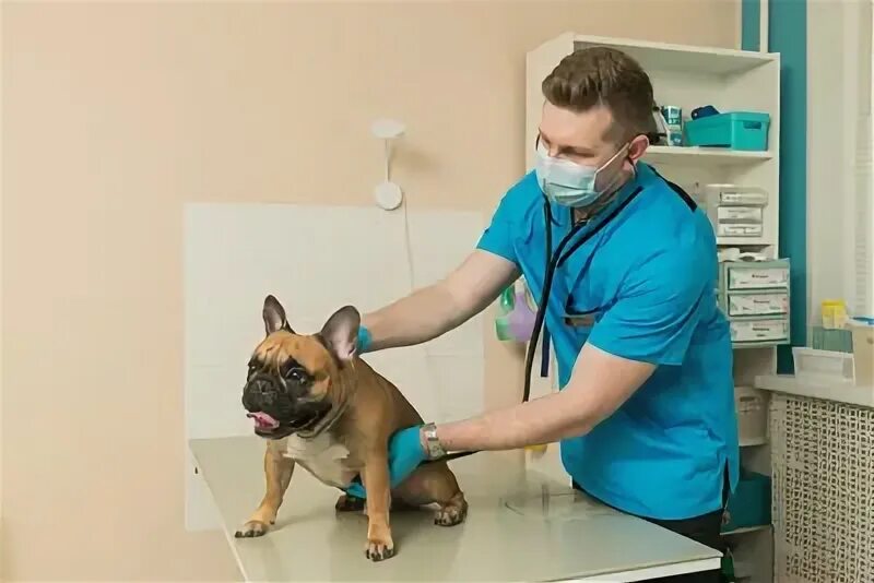 Vet like ул мира 253 1 фото Ветеринарная клиника для собак LikeVet. Профессиональное выявление и лечение люб