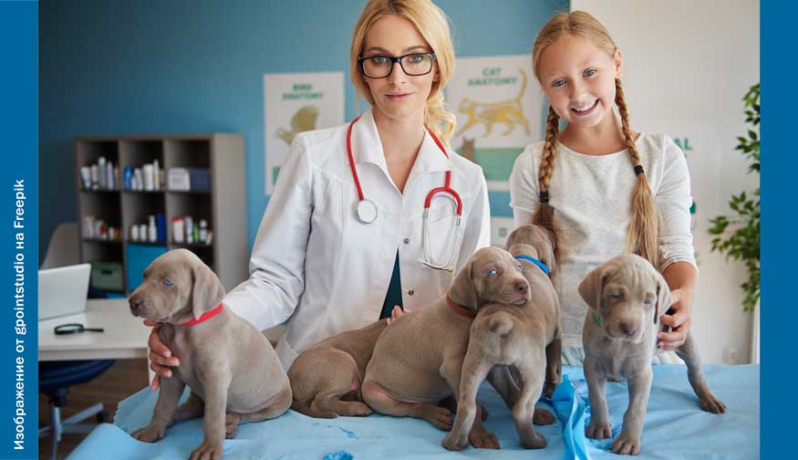 Vet like ул мира 253 1 фото Предпродажная диагностика и клиническое значение сердечных шумов у щенков