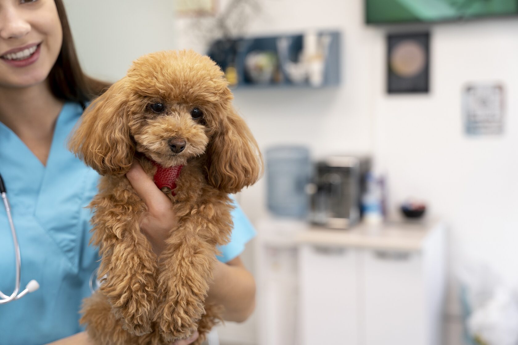 Vet like ул мира 253 1 фото В НАШЕЙ КЛИНИКЕ ЕСТЬ ВОЗМОЖНОСТЬ ПРОВЕДЕНИЯ УНИКАЛЬНЫХ КРИОХИРУРГИЧЕСКИХ ОПЕРАЦИ