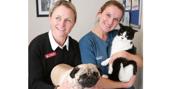 Vet like ул мира 253 1 фото Gordon Vet Hospital: Больницы и Клиники в Новый Южный Уэльс, Австралия - Health