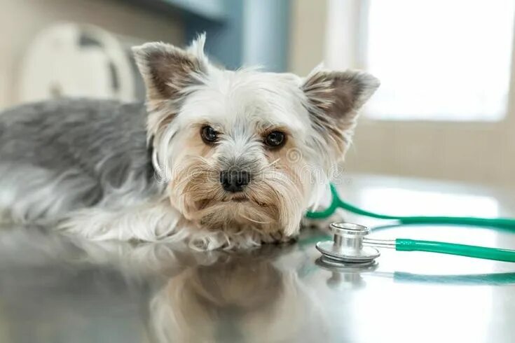 Vet like ул мира 253 1 фото Dog breed Yorkshire terrier lies next to a stethoscope on a metal table in a vet