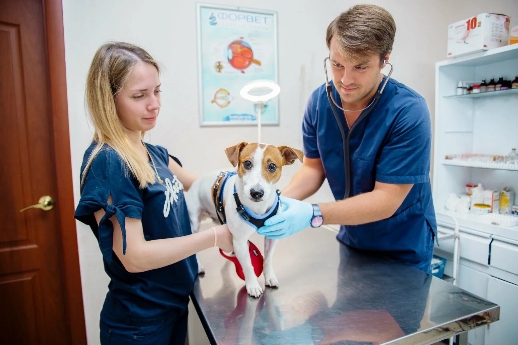 Vet like ул мира 253 1 фото Как работает ветклиника