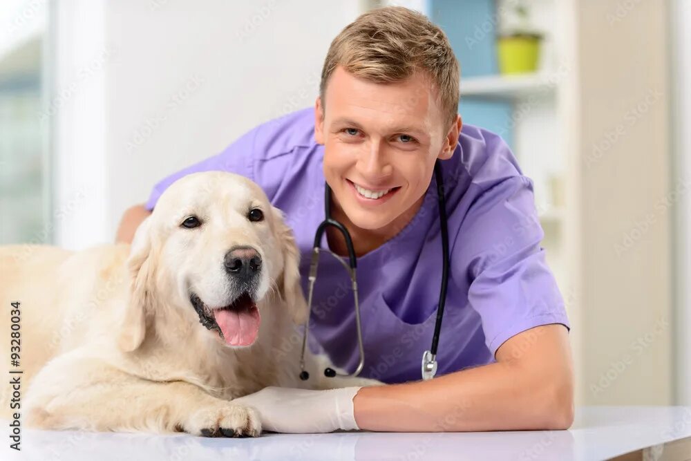 Vet like ул мира 253 1 фото Professional vet examining a dog фотография Stock Adobe Stock