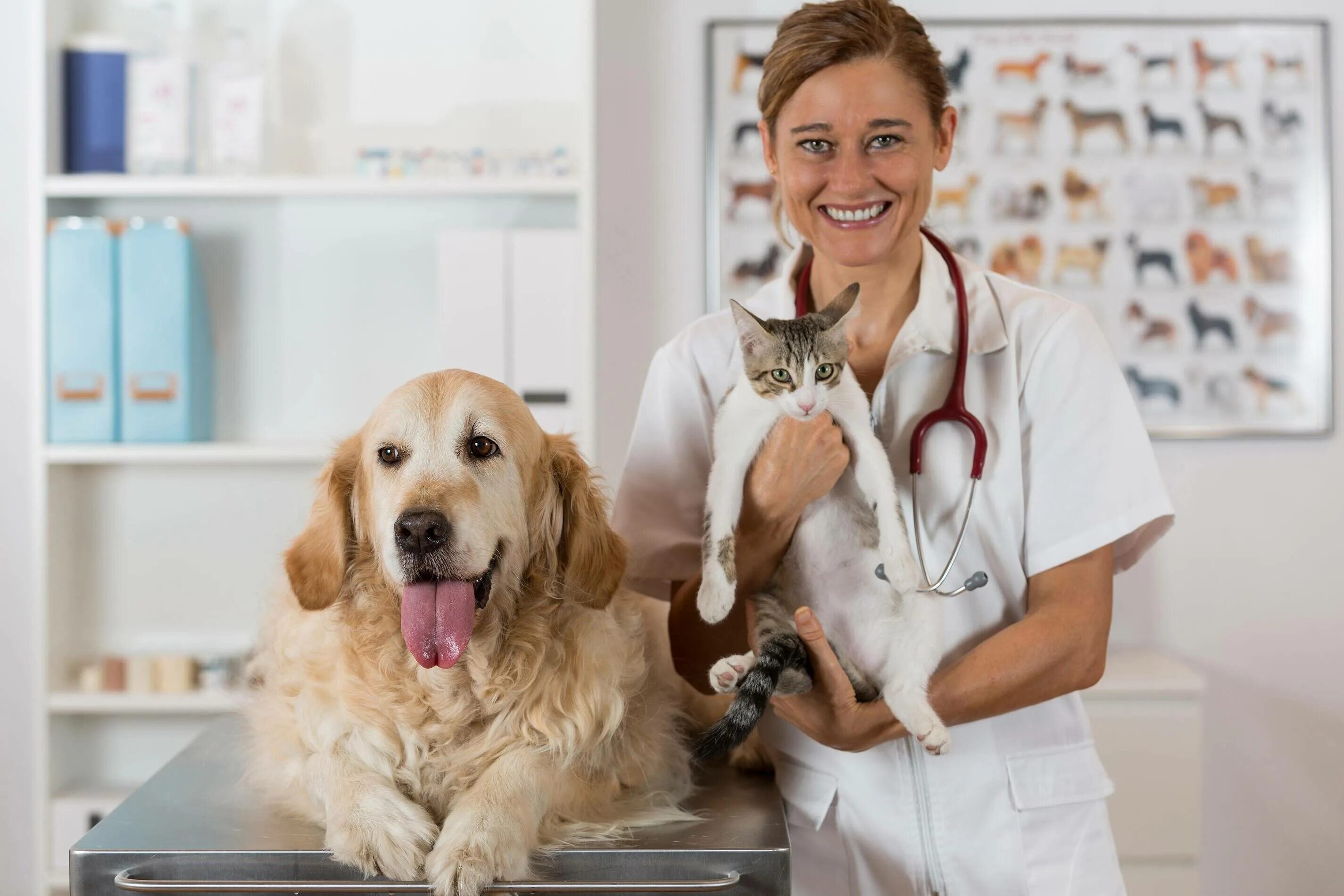 Vet like ул мира 253 1 фото Сегодня в России отмечается День ветеринарного работника - НИА-КАЛИНИНГРАД