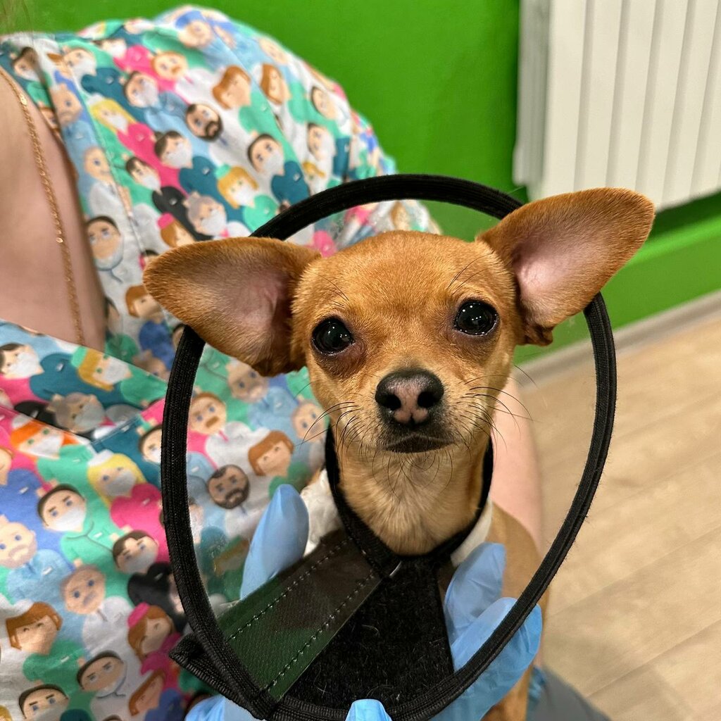 Vet like ул мира 253 1 фото Панорама: Vet like, ветеринарная клиника, ул. Мира, 253/1, Ставрополь - Яндекс К