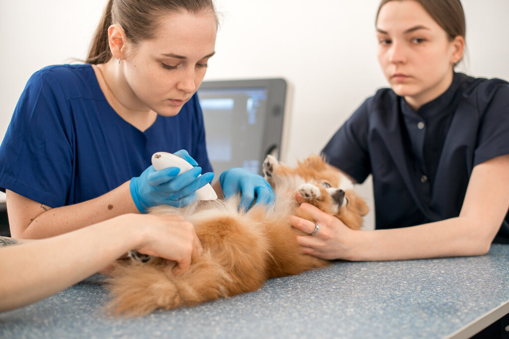 Vet like ул мира 253 1 фото Панорама: Vet like, ветеринарная клиника, ул. Мира, 253/1, Ставрополь - Яндекс К