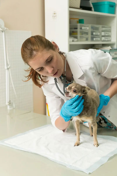 Vet like ул мира 253 1 фото Ветеринарная клиника для собак LikeVet. Профессиональное выявление и лечение люб