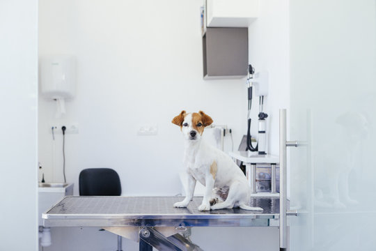 Vet like ул мира 253 1 фото Vet Clinic Изображения: просматривайте стоковые фотографии, векторные изображени