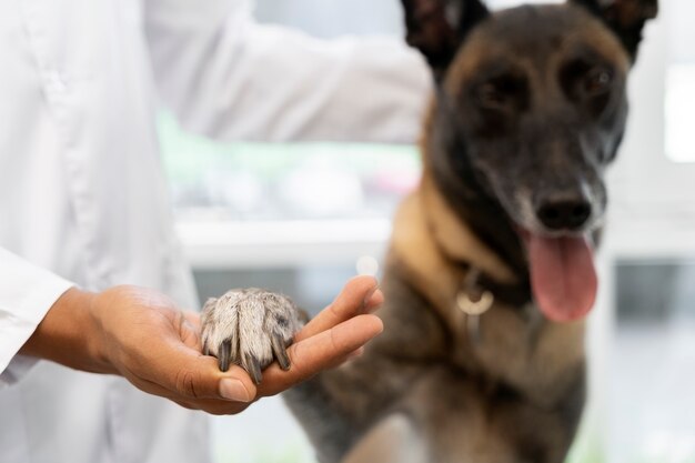 Vet like ул мира 253 1 фото Page 3 Pet Dental Images - Free Download on Freepik