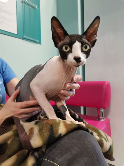 Vet like ул мира 253 1 фото Ветеринарная клиника для кошек LikeVet. Профессиональное выявление и лечение люб