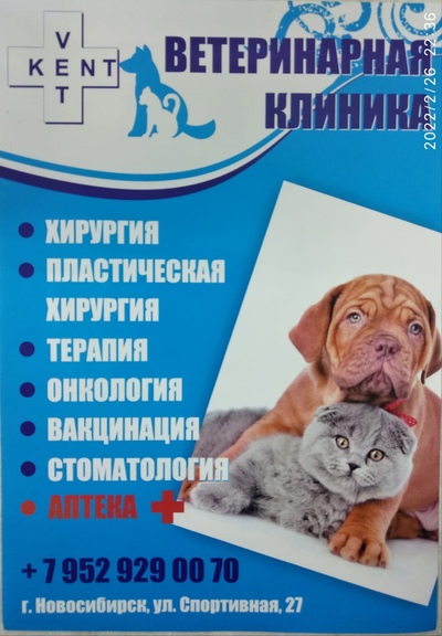 Vetkent спортивная ул 27 фото VetKent в Новосибирске - отзыв и оценка - Маришка.