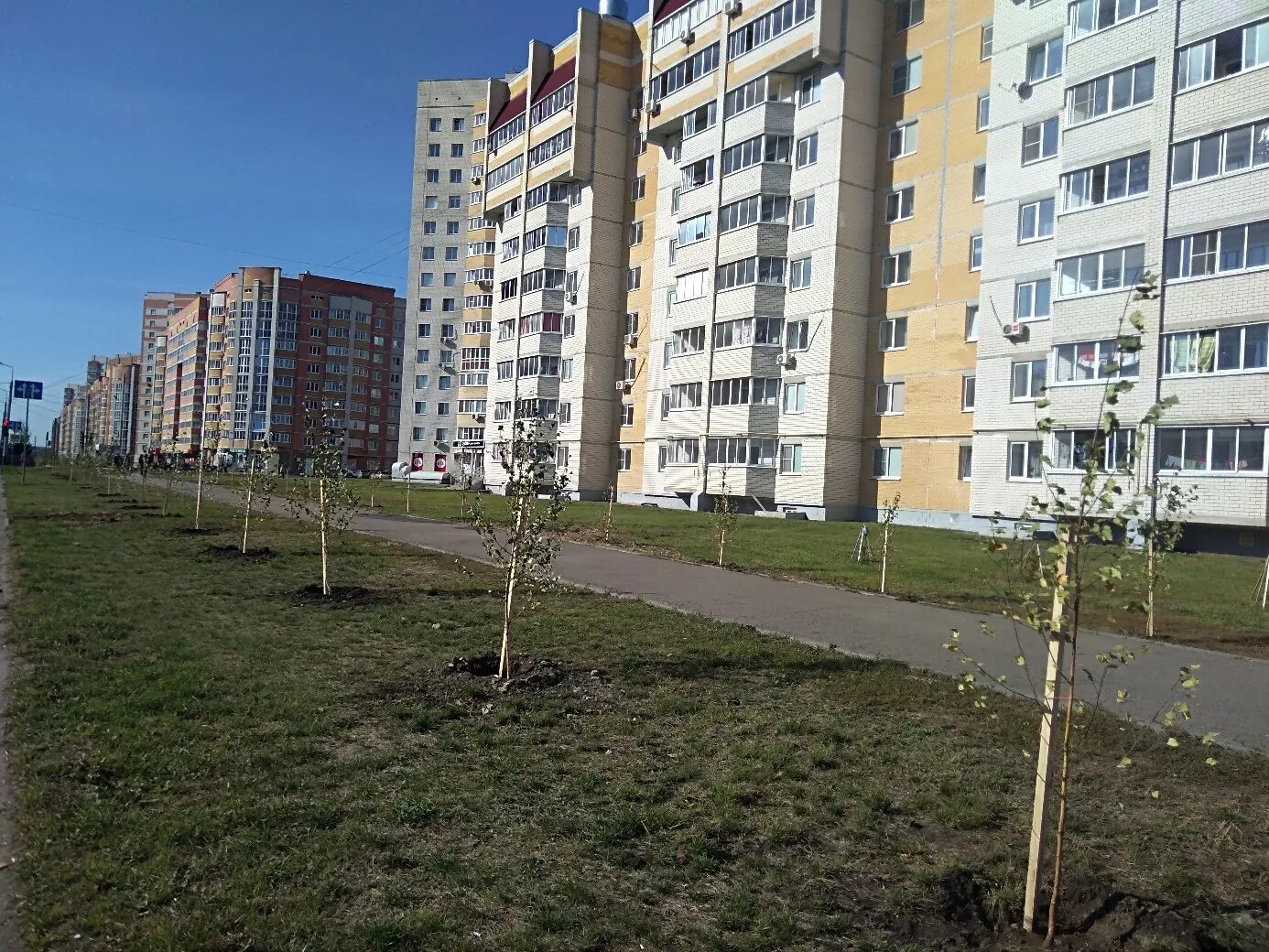 Victory ул агапкина 2 тамбов фото В Тамбове на Агапкина коммунисты высадили березовую аллею - Новый Тамбов