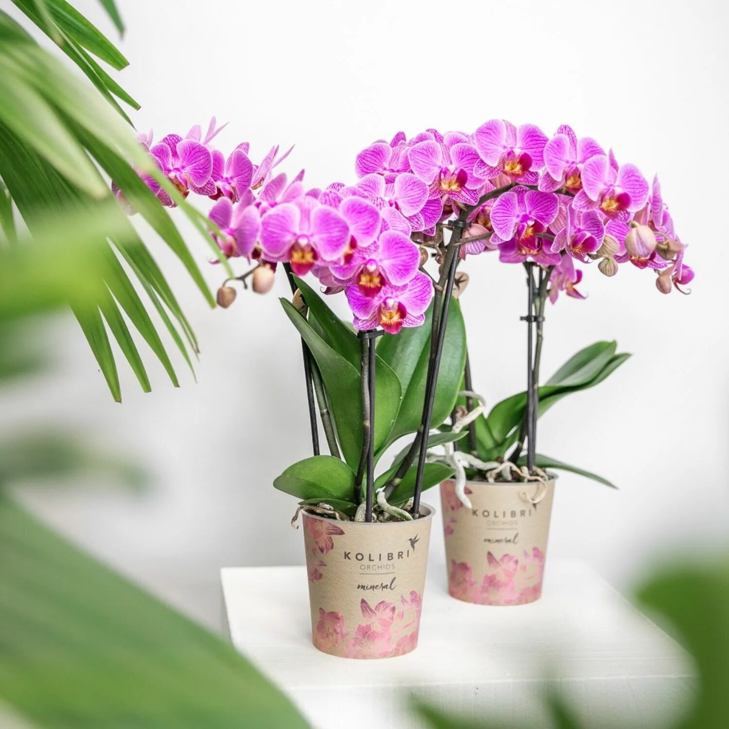 Vienna орхидея фото Buy an orchid at an orchid nursery - Kolibri Company
