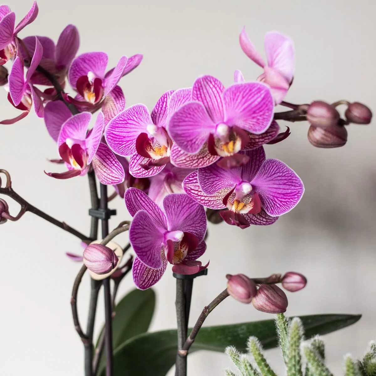 Vienna орхидея фото Paarse orchidee 'Vienna' Ø9cm - Kolibri Company