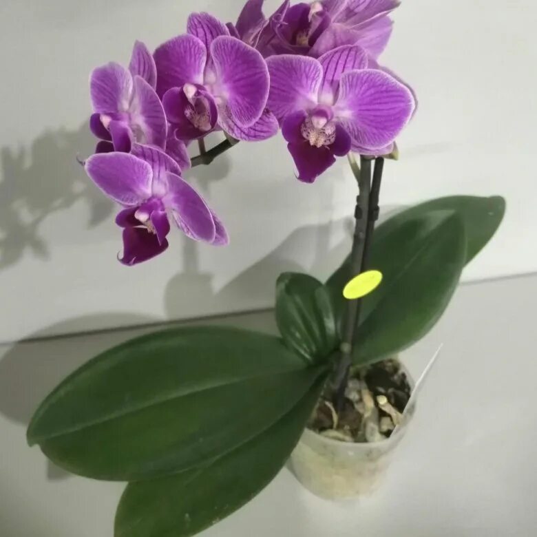 Vienna орхидея фото Орхидеи фаленопсис мини "Vienna" (Opti-flor) - купить в Ярославле, цена 499 руб.
