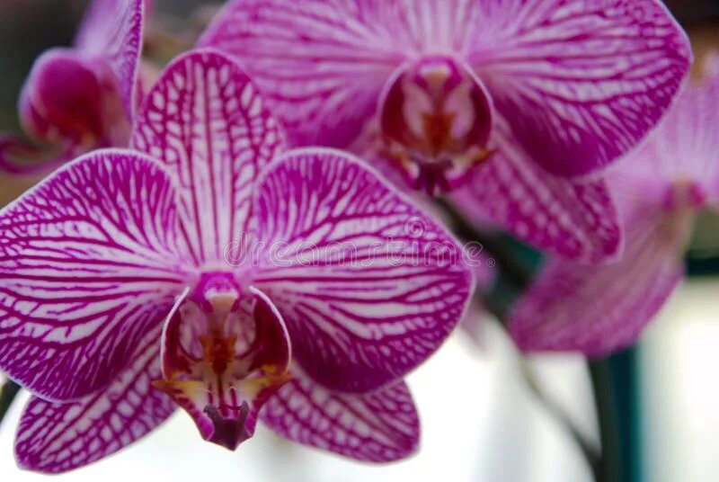 Vienna орхидея фото Purple Orchid veins stock image. Image of iris, dots - 107140635
