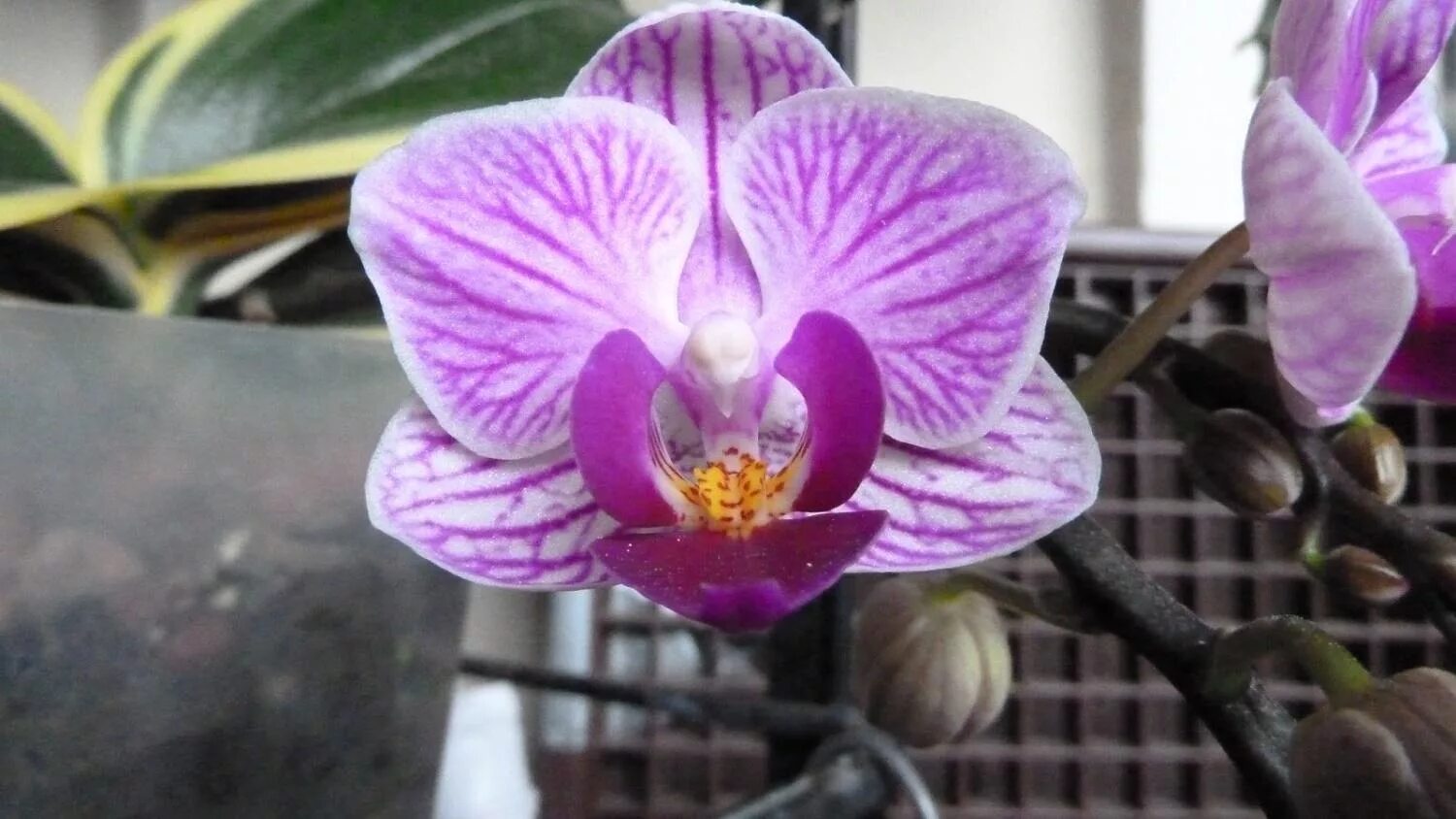 Vienna орхидея фото Фаленопсис (Phalaenopsis) орхидея домашняя купить в СПб в интернет - магазине