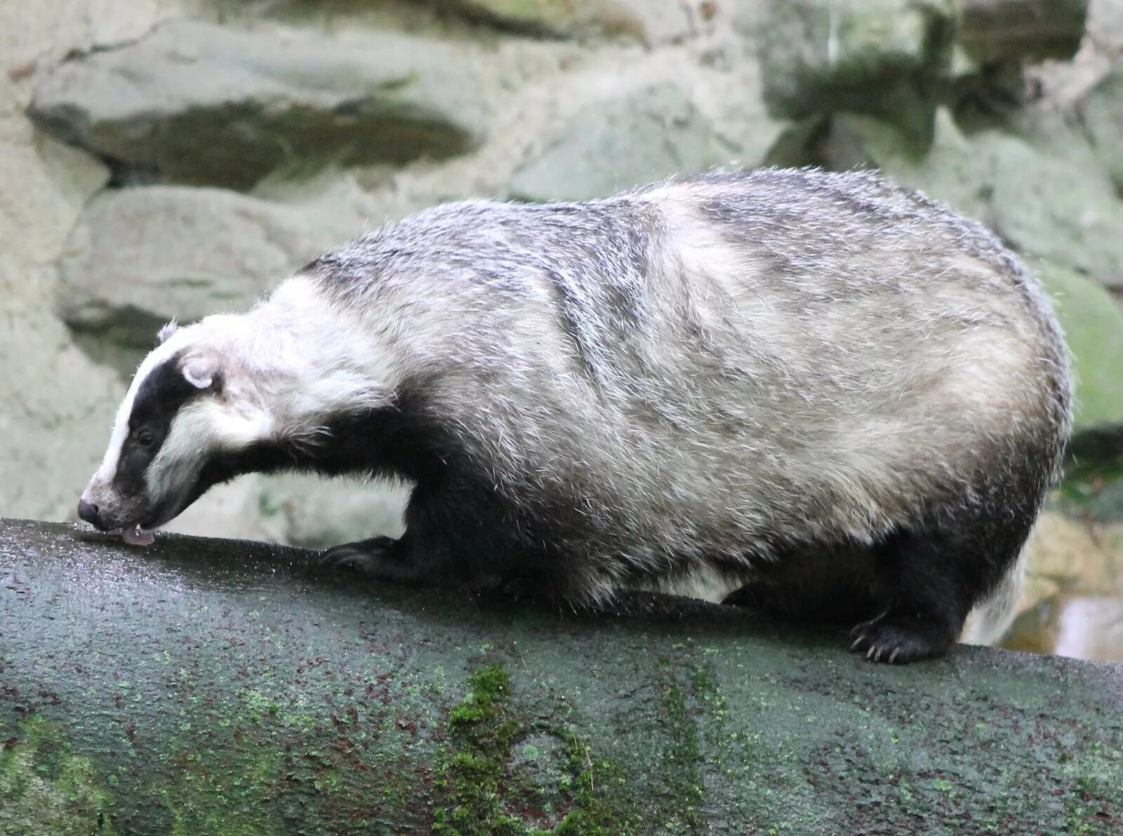 Vs барсук большая садовая ул 28а фото European badger - ZooChat