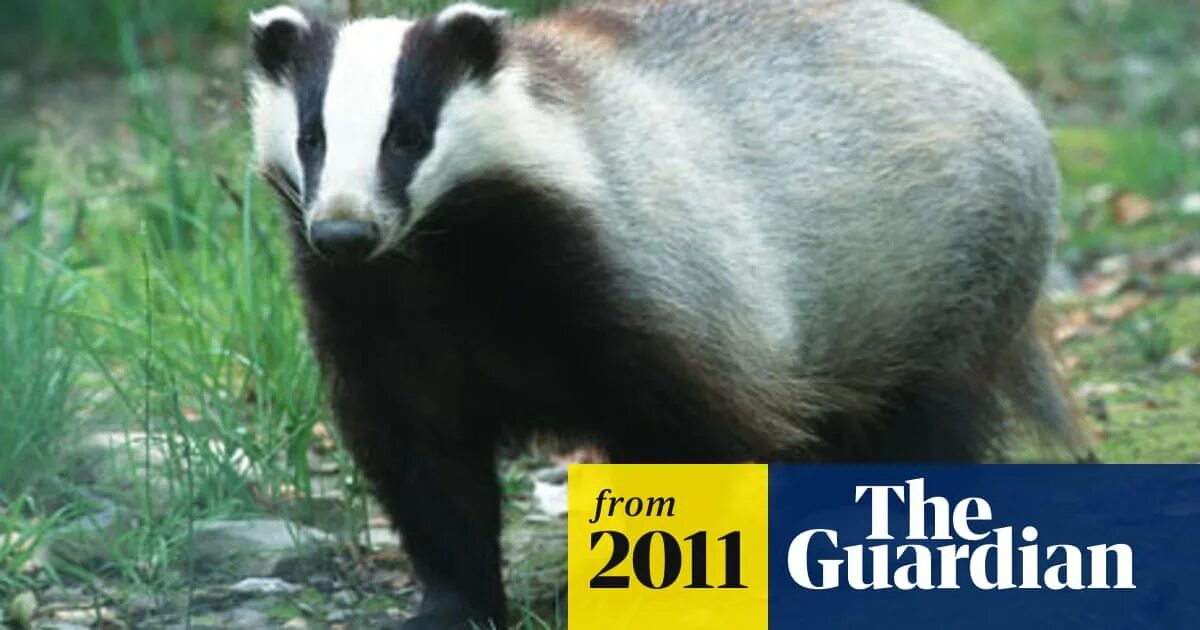 Vs барсук большая садовая ул 28а фото Badger cull decision delayed Wildlife The Guardian