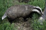 Vs барсук большая садовая ул 28а фото Большой барсук