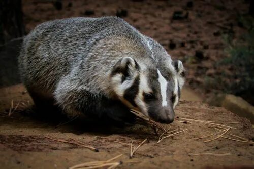 Vs барсук большая садовая ул 28а фото Difference Between Wolverine, Badger, Animals