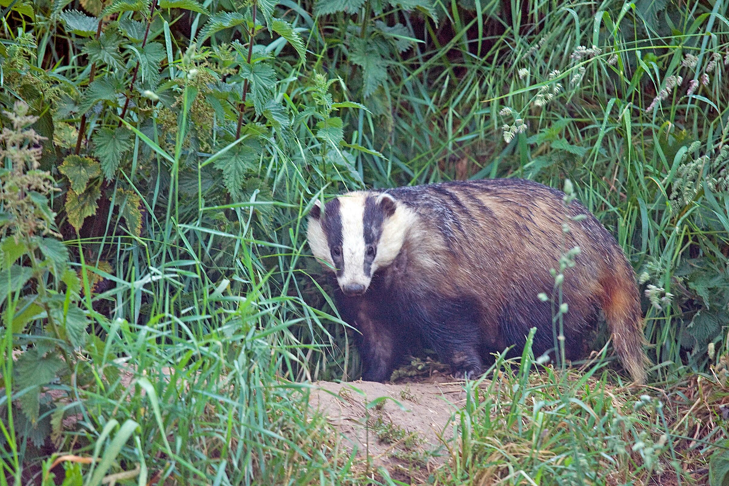 Vs барсук большая садовая ул 28а фото Mark T. White Photography European Badger