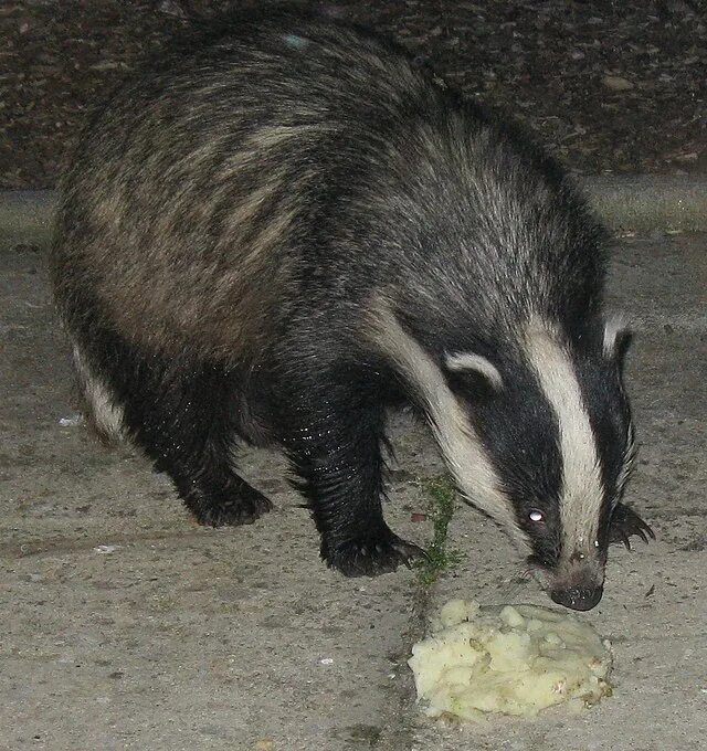 Vs барсук большая садовая ул 28а фото File:Badger Cornwall 3.jpg - Wikipedia