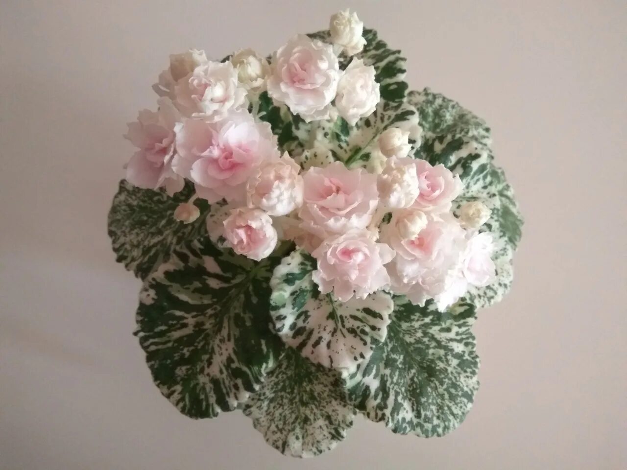 Watermelon snow фиалка фото Watermelon Snow. 2019 Flower island ВКонтакте