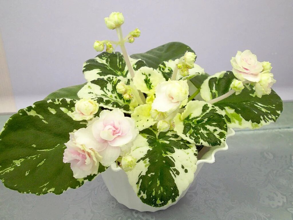 Watermelon snow фиалка фото Virtual Violet :: Просмотр темы - Watermelon Snow (P.Addison)