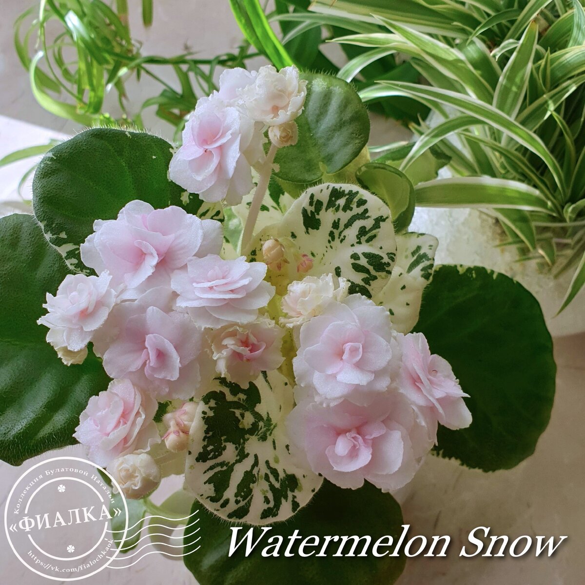 Watermelon snow фиалка фото Рассказ о сорте. Watermelon Snow (P.Addison) и Rose Bouquet (G.T.Smith) Фиалка Д