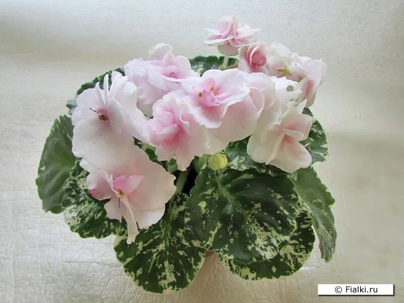 Watermelon snow фиалка фото Фиалка Watermelon Snow, Addison, стандарт. Fialki.ru