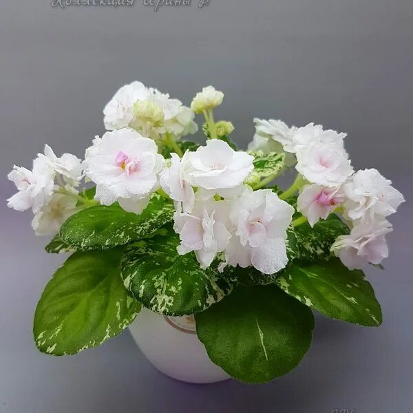 Watermelon snow фиалка фото Фиалки - FialkiLand