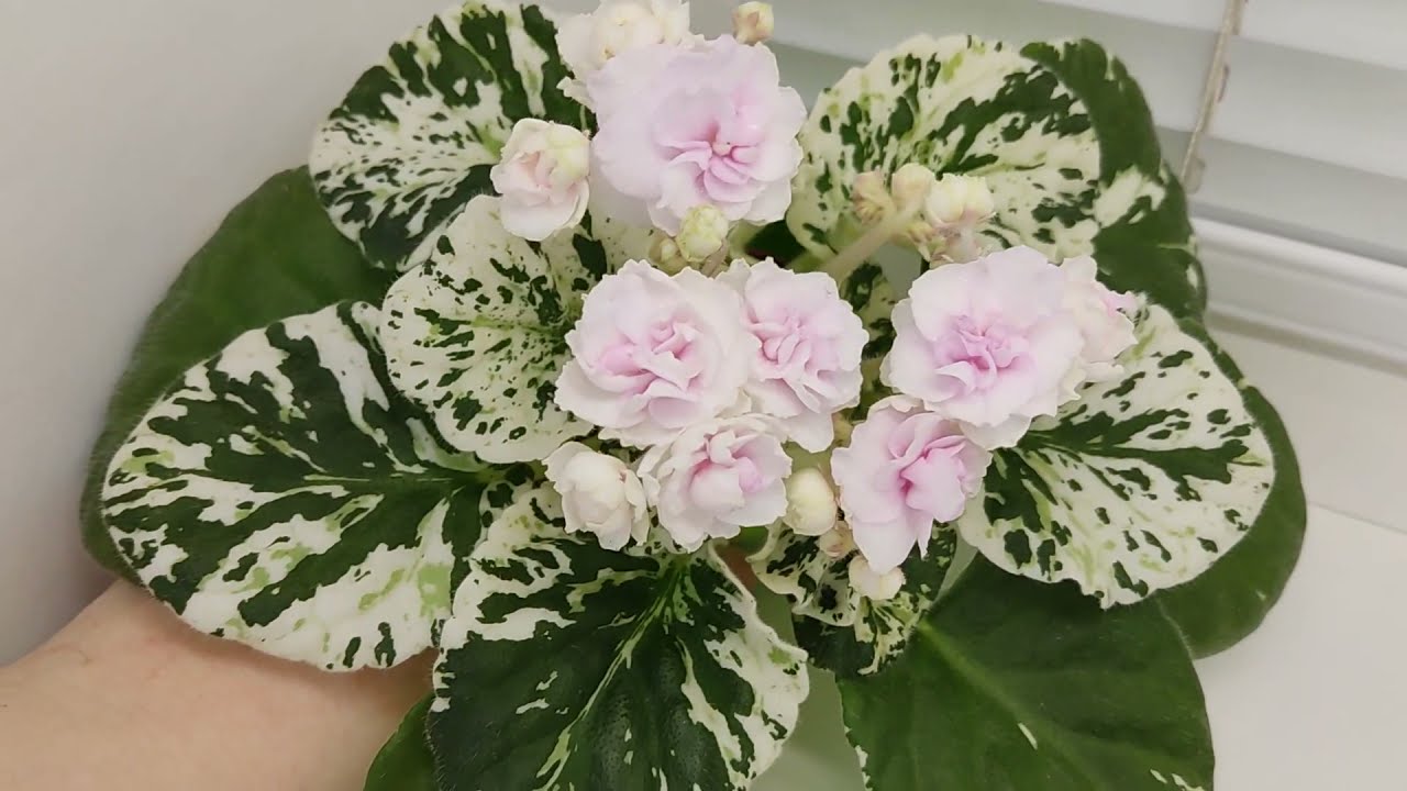 Watermelon snow фиалка фото Фиалка watermelon snow - Quara.ru