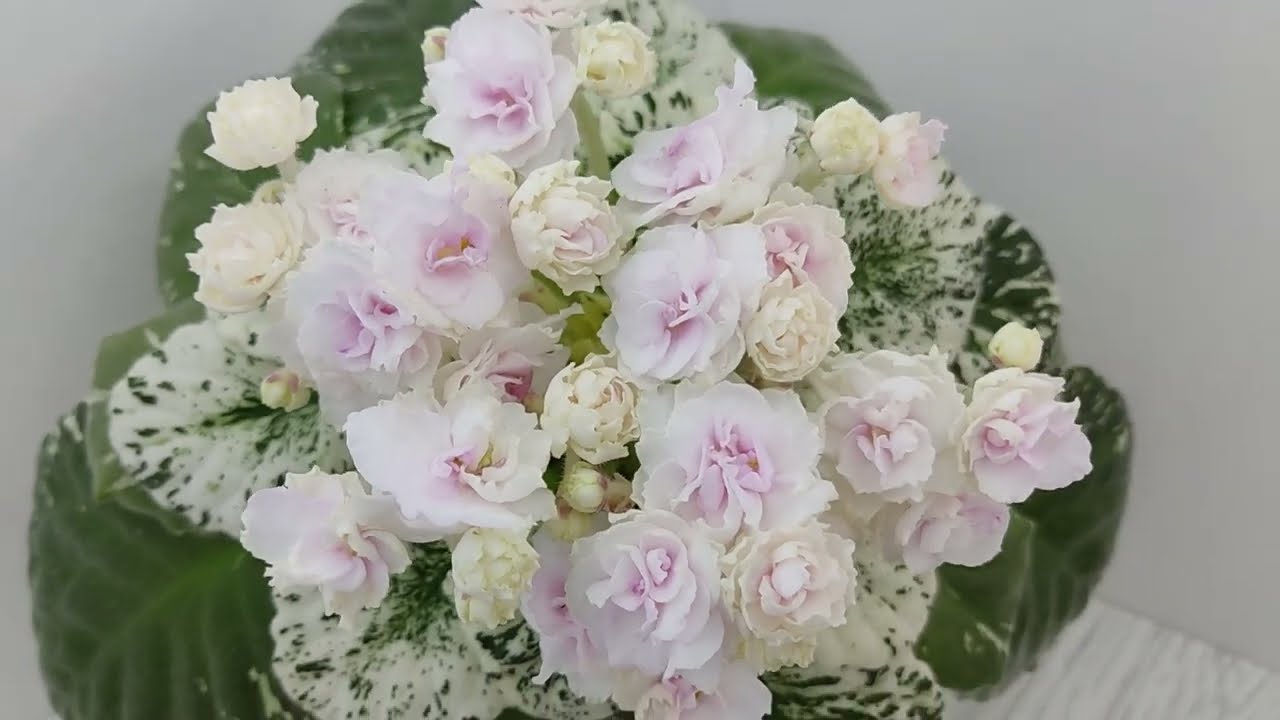 Watermelon snow фиалка фото Фиалка watermelon snow - Quara.ru