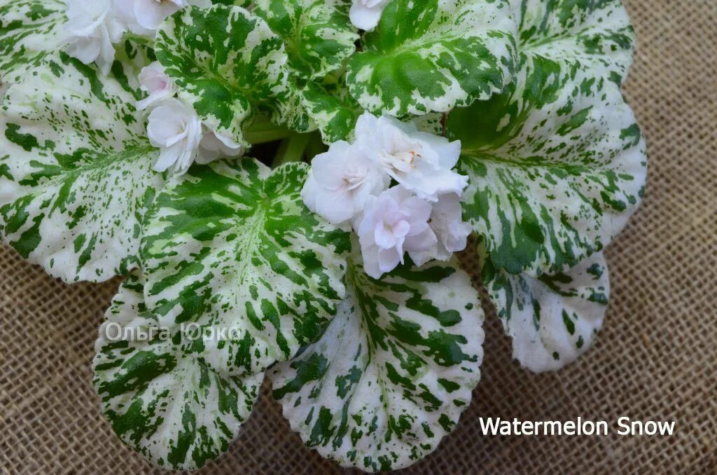 Watermelon snow фиалка фото Фото Фиалки Мунлайт Сноу: элегантные изображения Дары природы Фотогалерея природ