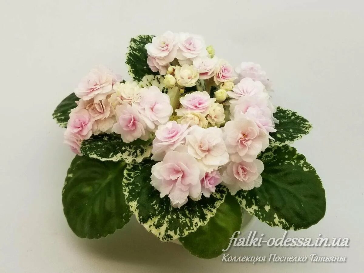 Watermelon snow фиалка фото Фиалка watermelon snow - MosRosa.ru