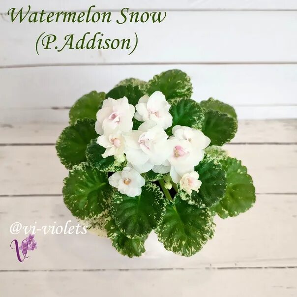 Watermelon snow фиалка фото Watermelon Snow (P.Addison) 2022 Клуб любителей фиалок ВКонтакте
