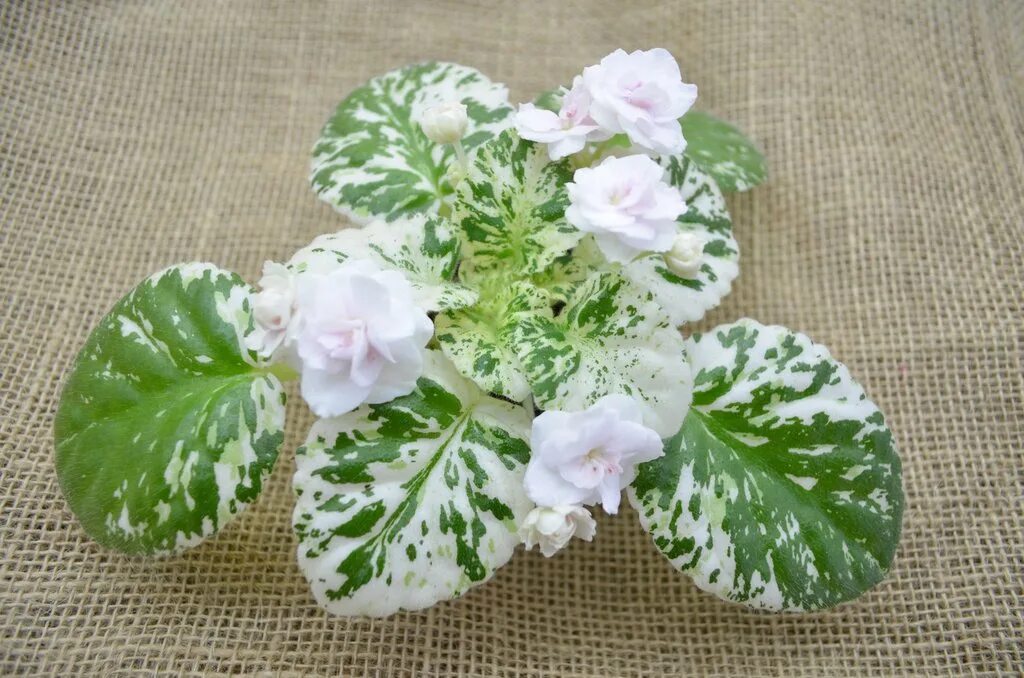 Watermelon snow фиалка фото Фиалка watermelon snow - MosRosa.ru