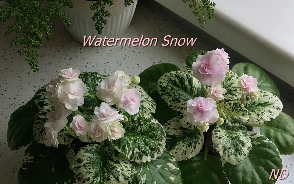 Watermelon snow фиалка фото Фото Фиалки Мунлайт Сноу: элегантные изображения Дары природы Фотогалерея природ