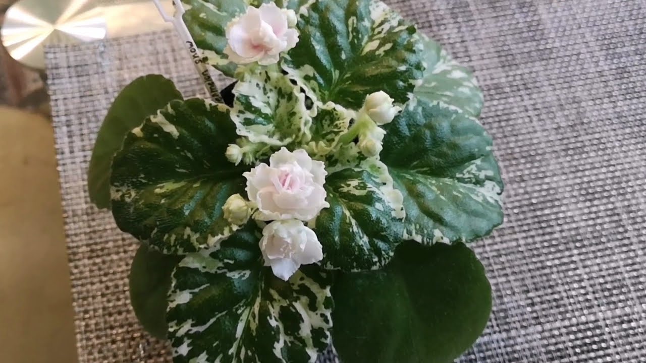 Watermelon snow фиалка фото Фиалка Watermelon snow - YouTube