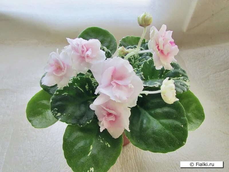 Watermelon snow фиалка фото Фиалка Watermelon Snow, Addison, стандарт. Fialki.ru