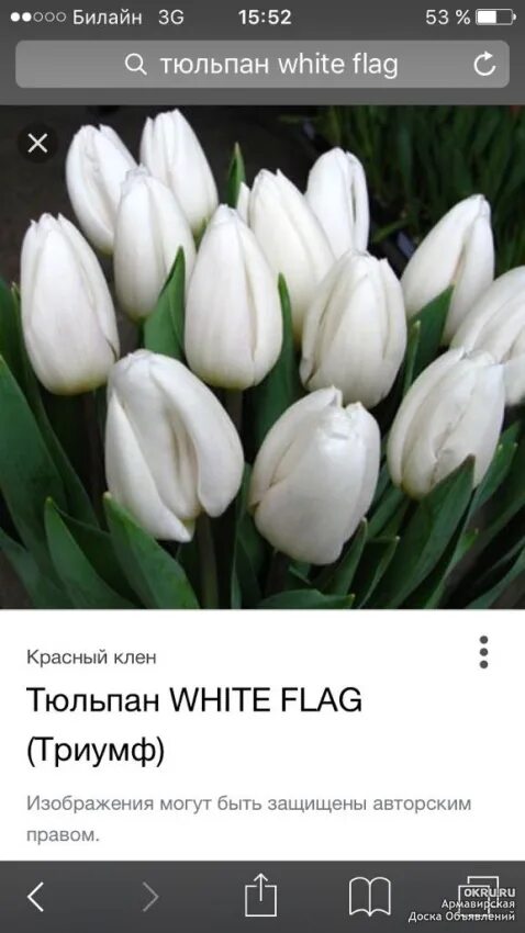 White flag тюльпан фото Тепличное хозяйство реализует