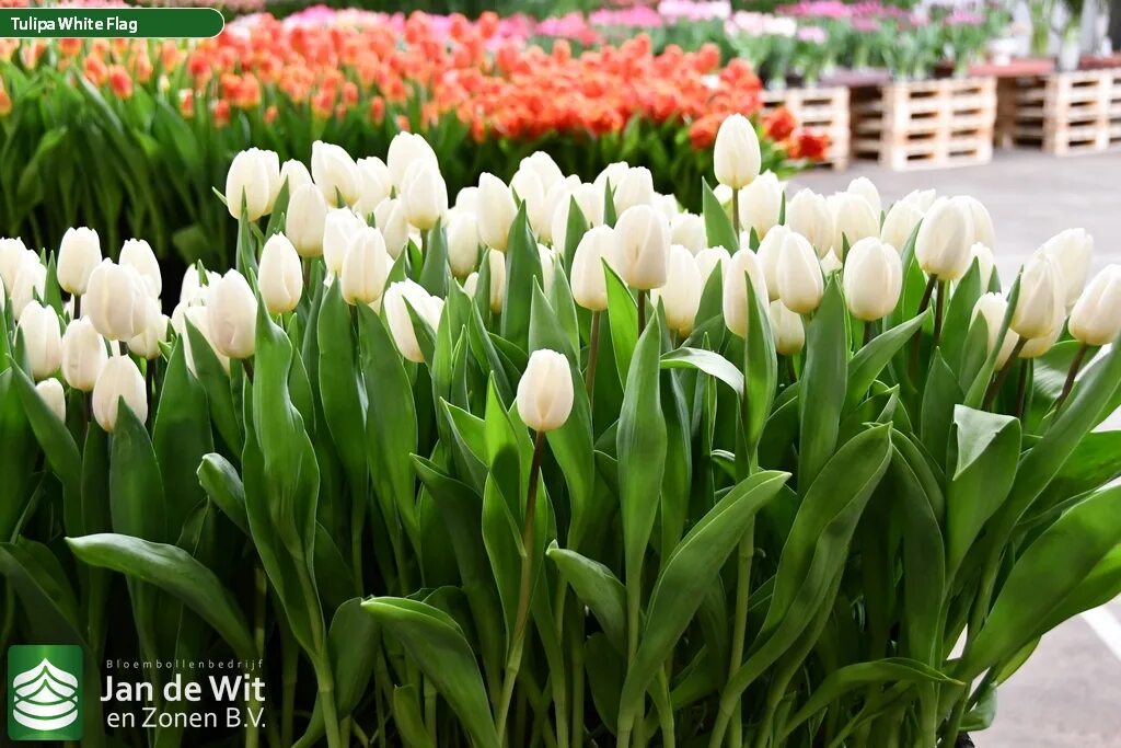 White flag тюльпан фото Tulip Trade Event 2020 assortment Фото Jan de Wit en Zonen B.V.