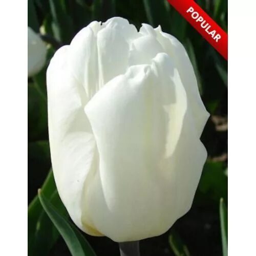 White flag тюльпан фото Цибулини Тюльпан White Flag Tulips, Flowers, Blue lace