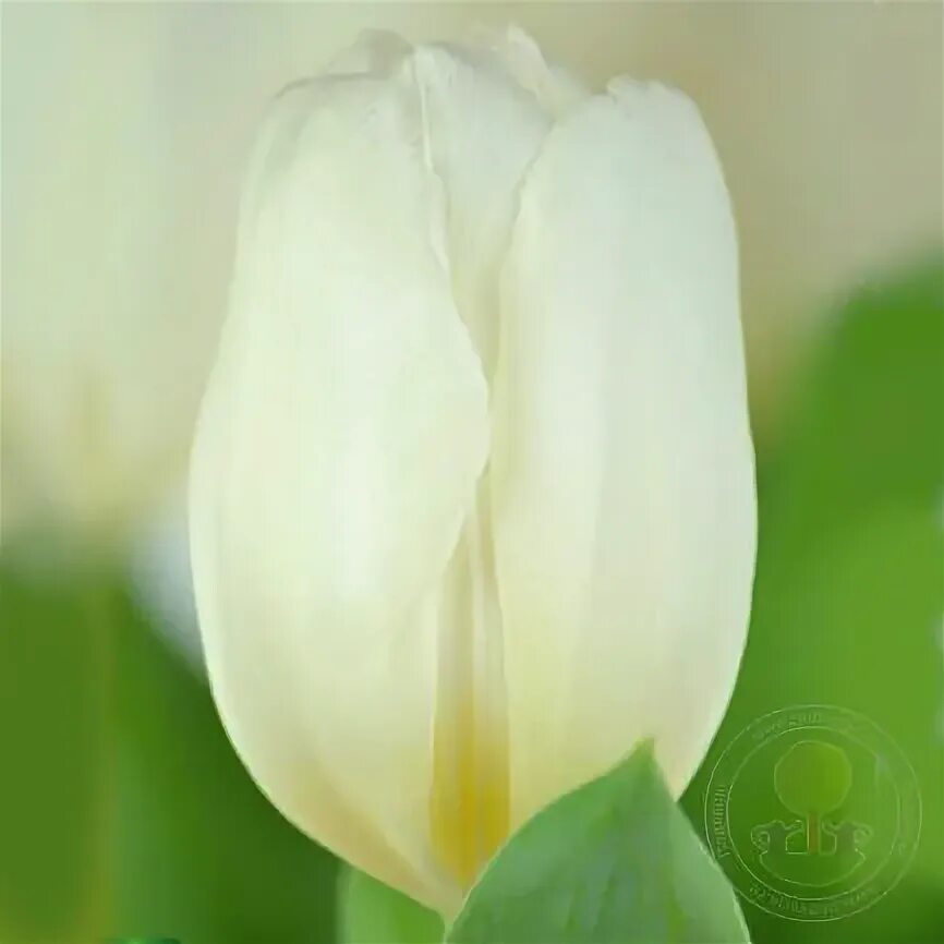 White prince тюльпан фото Тюльпан Уайт Принц (Tulipa White Prince) купить луковицы в Москве по низкой цене
