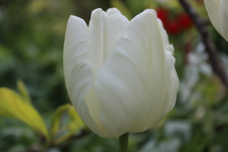 White prince тюльпан фото Tulip White Spring - Free photo on Pixabay