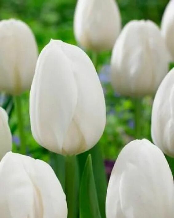 White prince тюльпан фото Tulipa prince series 'White Prince' Tulip #bulbousplants #bulbous #plants #white