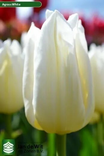 White prince тюльпан фото Свежесрезанные тюльпаны - - АгроСлавна