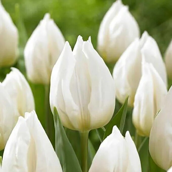 White prince тюльпан фото Blooming Life / Тюльпан простой ранний Уайт Принц Тюльпан Простые/Ботанические. 